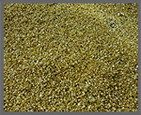 Fine Gold Grains